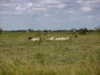 Segundo caso de parasita bicheira confirmado no Texas, dizem fontes