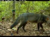 Extremamente raro e ‘cachorro fantasma quase mítico’ avistado nas florestas amazônicas