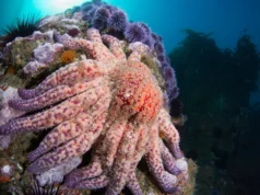 Espécies oceânicas malucas que se pensava terem sido perdidas há 10 anos, redescobertas na costa da Califórnia