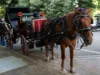 Investigação lançada após carruagem de Nova York disparar no Central Park, matando adolescente