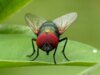 O surto de bicheira nos EUA está começando a parecer mais difícil de conter