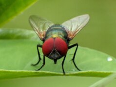 O surto de bicheira nos EUA está começando a parecer mais difícil de conter