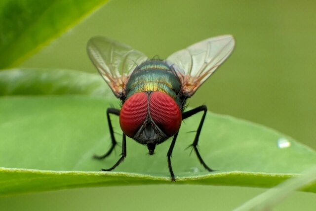 new-world-screwworm-fly-1280x853.jpg